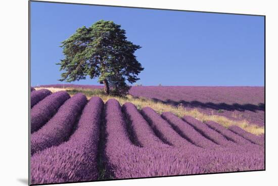 Field of Lavender-David Nunuk-Mounted Premium Photographic Print