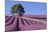 Field of Lavender-David Nunuk-Mounted Premium Photographic Print