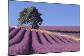 Field of Lavender-David Nunuk-Mounted Premium Photographic Print