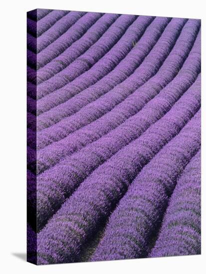 Field of Lavender-David Nunuk-Stretched Canvas