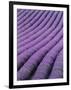 Field of Lavender-David Nunuk-Framed Premium Photographic Print