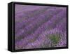 Field of Lavender-DLILLC-Framed Stretched Canvas