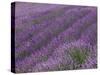 Field of Lavender-DLILLC-Stretched Canvas