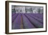 Field of Lavender-David Nunuk-Framed Photographic Print