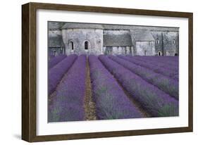 Field of Lavender-David Nunuk-Framed Photographic Print