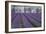 Field of Lavender-David Nunuk-Framed Photographic Print