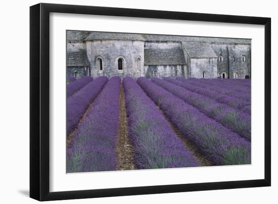 Field of Lavender-David Nunuk-Framed Photographic Print