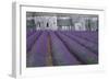 Field of Lavender-David Nunuk-Framed Photographic Print