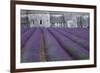 Field of Lavender-David Nunuk-Framed Photographic Print