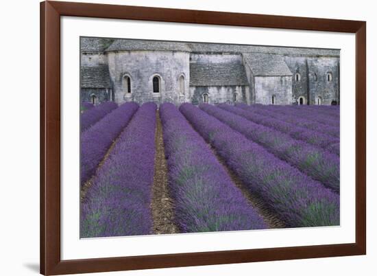 Field of Lavender-David Nunuk-Framed Photographic Print