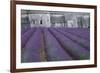 Field of Lavender-David Nunuk-Framed Photographic Print