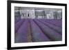 Field of Lavender-David Nunuk-Framed Photographic Print