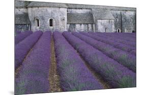 Field of Lavender-David Nunuk-Mounted Photographic Print