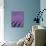 Field of Lavender-David Nunuk-Photographic Print displayed on a wall