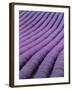 Field of Lavender-David Nunuk-Framed Photographic Print