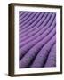 Field of Lavender-David Nunuk-Framed Photographic Print