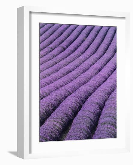 Field of Lavender-David Nunuk-Framed Photographic Print