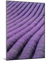 Field of Lavender-David Nunuk-Mounted Photographic Print