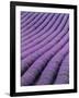 Field of Lavender-David Nunuk-Framed Photographic Print