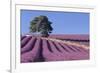 Field of Lavender-David Nunuk-Framed Photographic Print