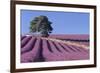 Field of Lavender-David Nunuk-Framed Photographic Print