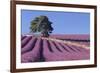 Field of Lavender-David Nunuk-Framed Photographic Print