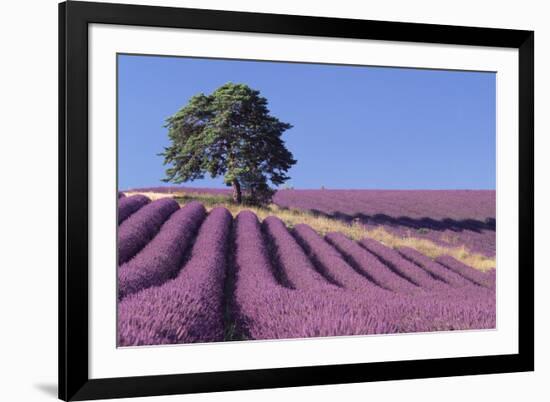 Field of Lavender-David Nunuk-Framed Photographic Print