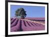 Field of Lavender-David Nunuk-Framed Photographic Print