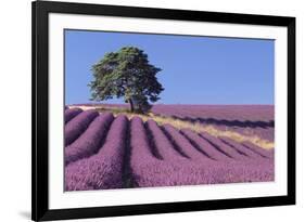 Field of Lavender-David Nunuk-Framed Photographic Print