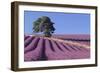 Field of Lavender-David Nunuk-Framed Photographic Print