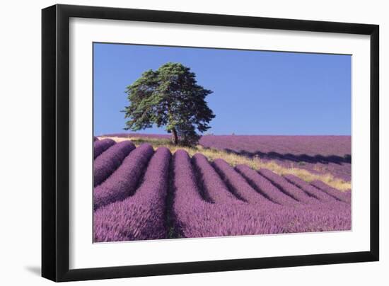 Field of Lavender-David Nunuk-Framed Photographic Print