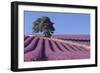 Field of Lavender-David Nunuk-Framed Photographic Print