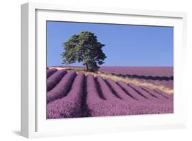 Field of Lavender-David Nunuk-Framed Photographic Print