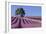 Field of Lavender-David Nunuk-Framed Photographic Print