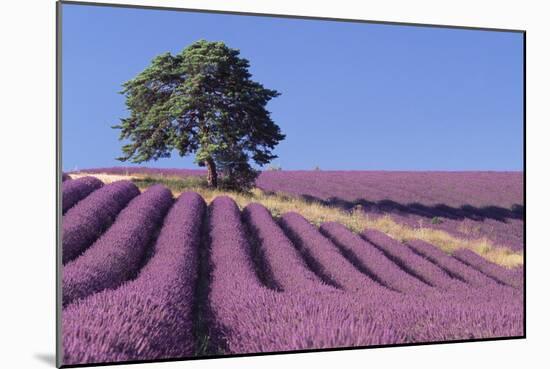 Field of Lavender-David Nunuk-Mounted Photographic Print