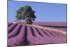Field of Lavender-David Nunuk-Mounted Photographic Print
