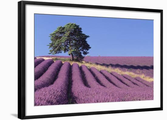 Field of Lavender-David Nunuk-Framed Photographic Print