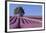 Field of Lavender-David Nunuk-Framed Photographic Print