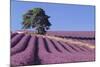 Field of Lavender-David Nunuk-Mounted Photographic Print