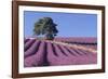 Field of Lavender-David Nunuk-Framed Photographic Print