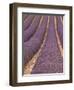 Field of Lavender-Owen Franken-Framed Photographic Print