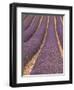 Field of Lavender-Owen Franken-Framed Photographic Print