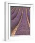 Field of Lavender-Owen Franken-Framed Photographic Print