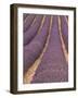 Field of Lavender-Owen Franken-Framed Photographic Print