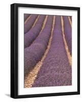 Field of Lavender-Owen Franken-Framed Photographic Print