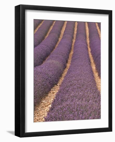 Field of Lavender-Owen Franken-Framed Photographic Print