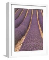 Field of Lavender-Owen Franken-Framed Photographic Print