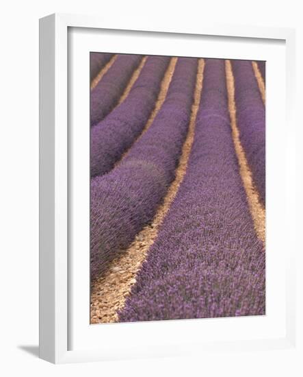 Field of Lavender-Owen Franken-Framed Photographic Print