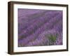 Field of Lavender-DLILLC-Framed Photographic Print