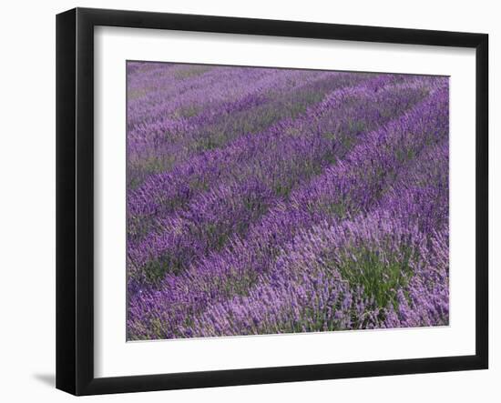 Field of Lavender-DLILLC-Framed Photographic Print